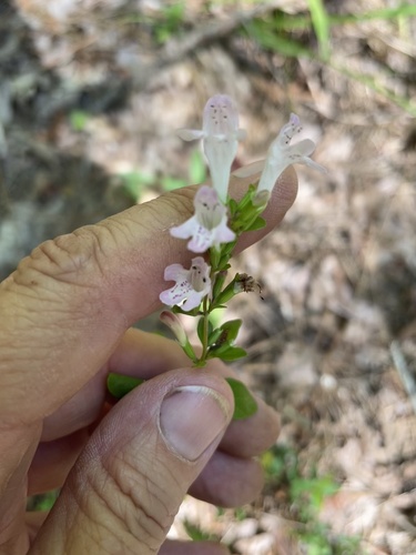 Image of Clinopodium carolinianum by no rights reserved