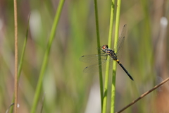 Celithemis verna