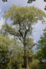 Salix