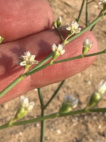 Image of Eriogonum exaltatum by (c) william_hoyer, some rights reserved (CC BY)