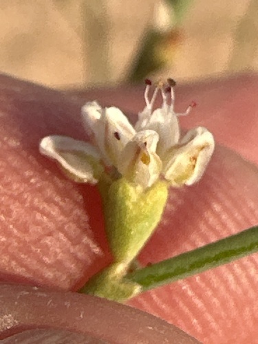 Image of Eriogonum exaltatum by (c) william_hoyer, some rights reserved (CC BY)