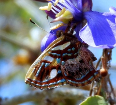 Anteros carausius carausius