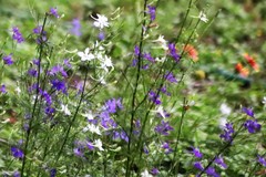 Delphinium consolida