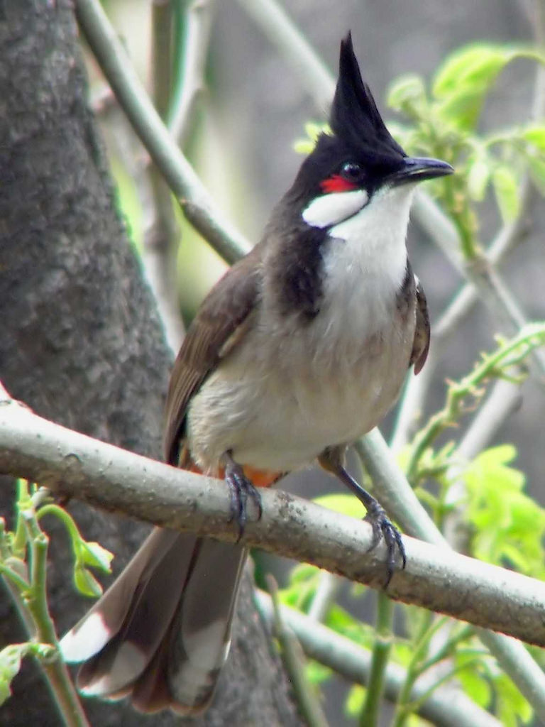 Red-whiskered bulbul - Wikipedia
