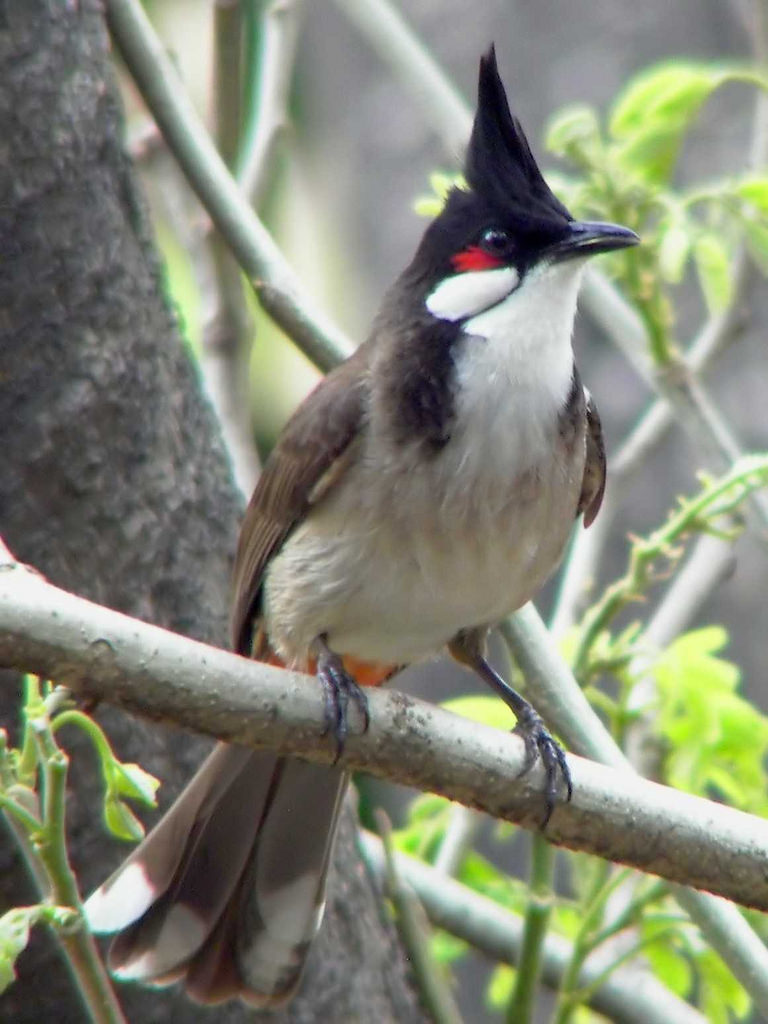 Red-whiskered Bulbul (Terrestrial Wildlife of Seychelles) · iNaturalist ...