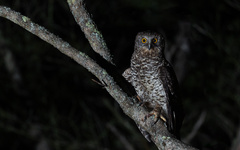 Powerful Owl photo 3