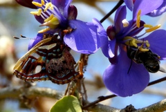 Anteros carausius carausius