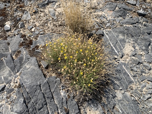 Image of Laphamia stansburyi by (c) Zach Earl, some rights reserved (CC BY)