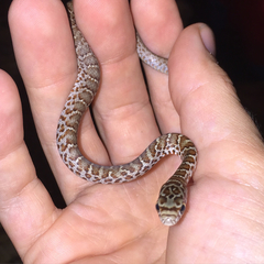 Coluber constrictor anthicus