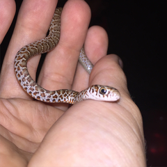 Coluber constrictor anthicus