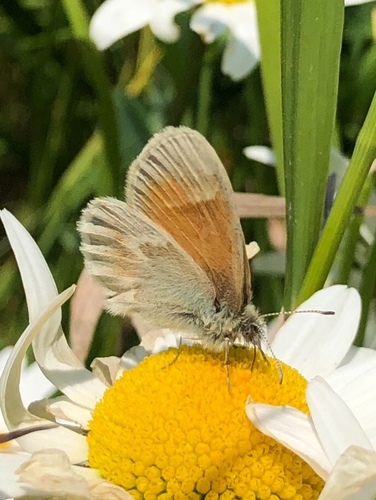 Large Heath photo 5