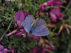 Kretania nichollae