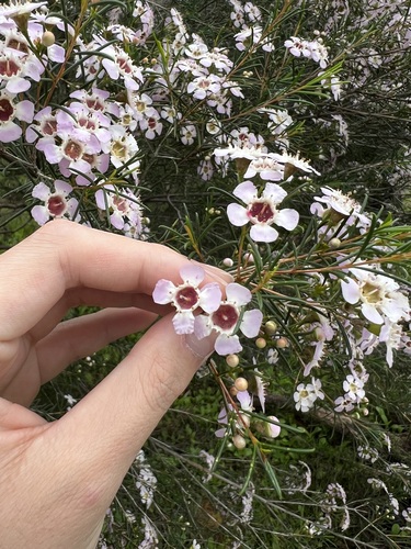 Chamelaucium uncinatum