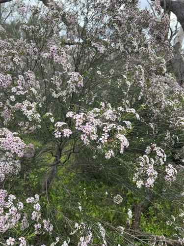 Chamelaucium uncinatum