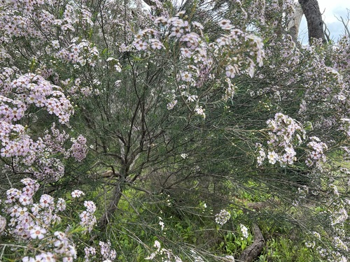 Chamelaucium uncinatum