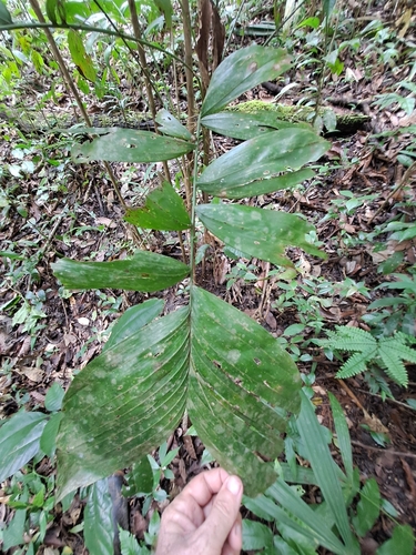 Bactris maraja