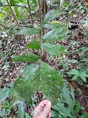 Bactris maraja
