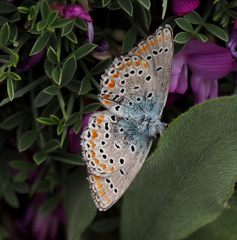 Kretania nichollae