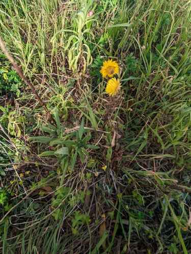 Immortelle à bractées 2