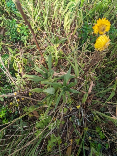 Immortelle à bractées 3