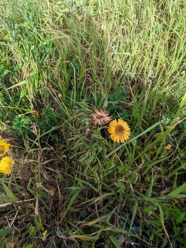 Immortelle à bractées 4