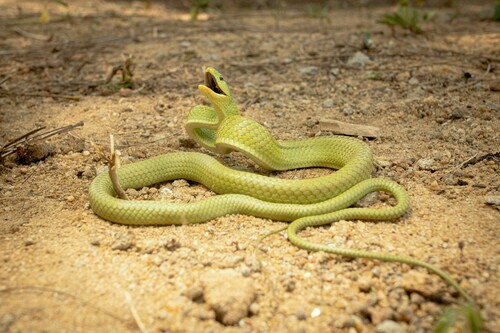 Chlorosoma laticeps
