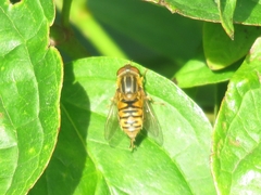 Parhelophilus versicolor