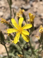 Crepis intermedia