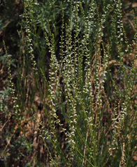 Anarrhinum forskaohlii