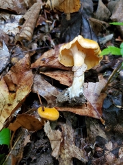Cantharellus flavolateritius