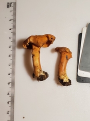 Cantharellus flavolateritius