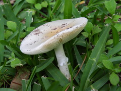 Amanita