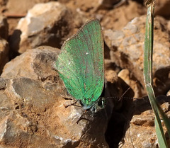 Callophrys herculeana