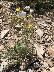 Crepis intermedia