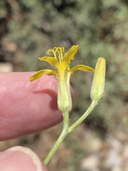 Crepis intermedia