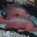 Mangrove Red Snapper - Photo (c) Nigel Marsh, some rights reserved (CC BY-NC), uploaded by Nigel Marsh