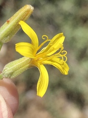 Crepis intermedia