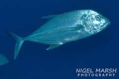 Caranx papuensis