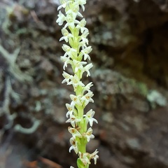 Platanthera ephemerantha