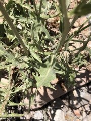 Crepis intermedia