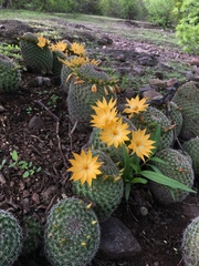 Mammillaria beneckei