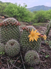 Mammillaria beneckei