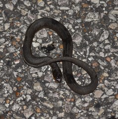 Liodytes rigida sinicola