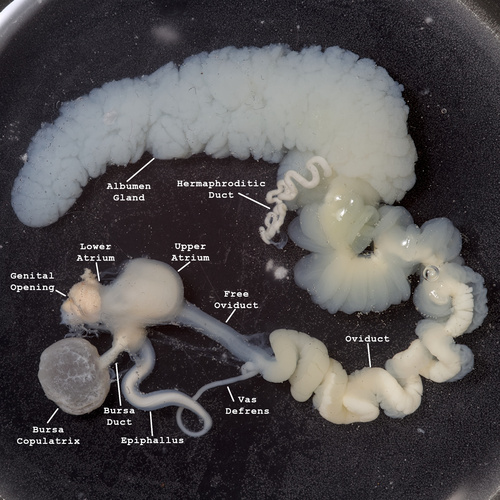 Didysis arionas nuotrauka