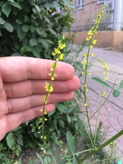 Melilotus officinalis