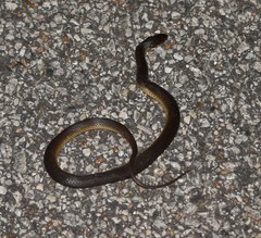 Liodytes rigida sinicola