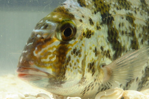 Grass porgy (Calamus arctifrons) — Sparidae — 4