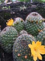 Mammillaria beneckei