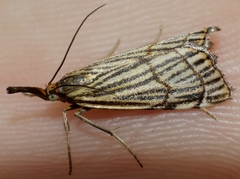 Chrysocramboides craterella