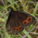 Chapman's Ringlet - Photo (c) Suso Tizón, some rights reserved (CC BY-NC-SA), uploaded by Suso Tizón